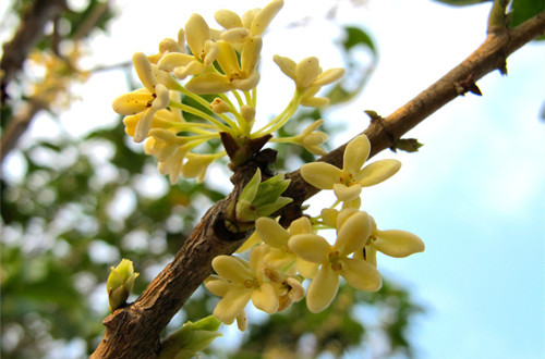 桂花树不开花怎么回事 桂花树不开花怎么办(图)