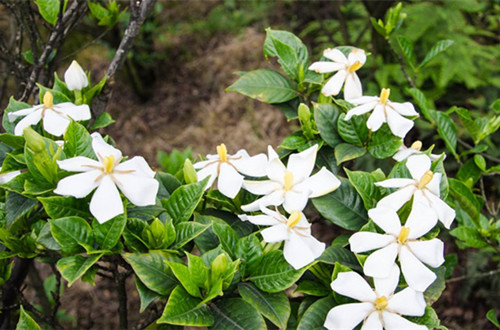 栀子花花期什么时候 栀子花花期怎么养护(图)