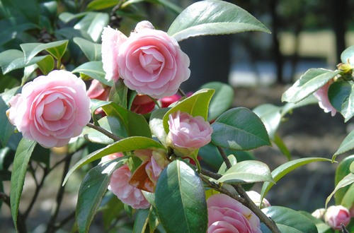 北方冬季入手茶花落叶落蕾是什么原因 茶花落叶落蕾怎么办(图)