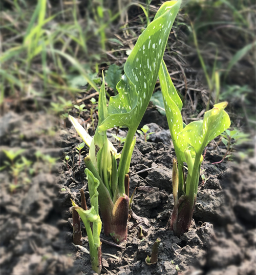 球根、根块植物（彩色马蹄莲、郁金香）的种植经验分享