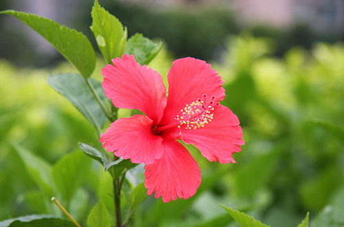 朱槿花冬天怎么养 朱槿花黄叶怎么办(图)