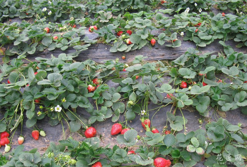 草莓的养殖方法和注意事项