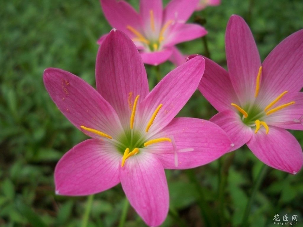 花友分享：哪些花不能在家里养-