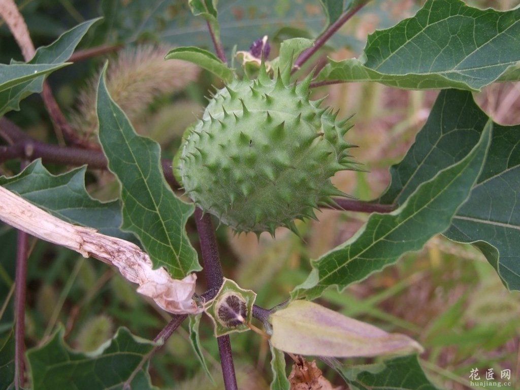 花友分享：哪些花不能在家里养-