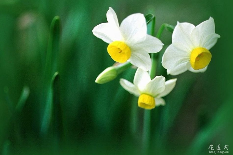 花友分享：哪些花不能在家里养-