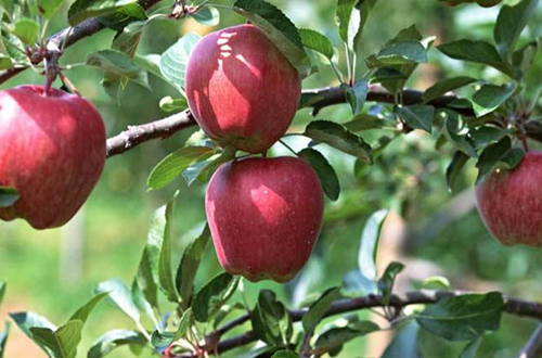 苹果树盆养要注意些什么呢？盆栽苹果树用什么土好，什么时候换盆