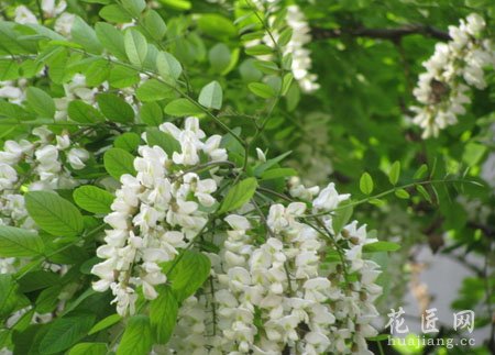 槐花茶主要功效及其作用