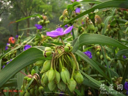 紫露草长什么样呢