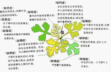 花草“缺素症”有怎样的表现 图示