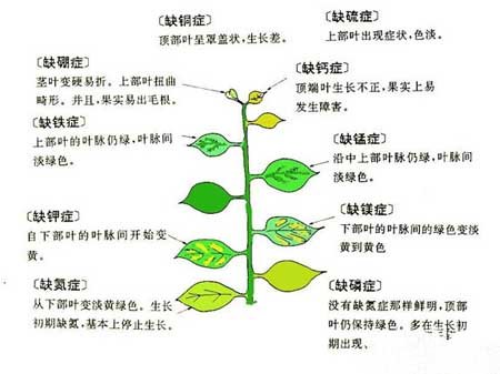 花草“缺素症”有怎样的表现 图示