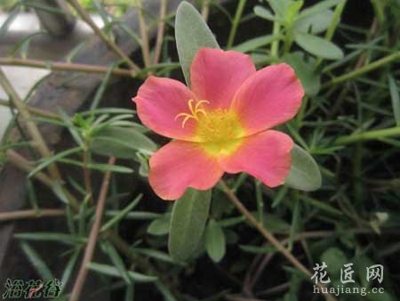 太阳花养殖方法(实战篇)