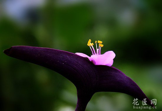 紫罗兰四季开花的养殖