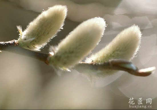 银芽柳的繁殖方法