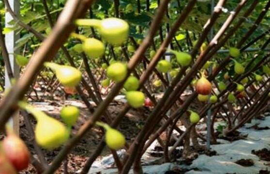 无花果的种植技术：栽种养护及越冬处理