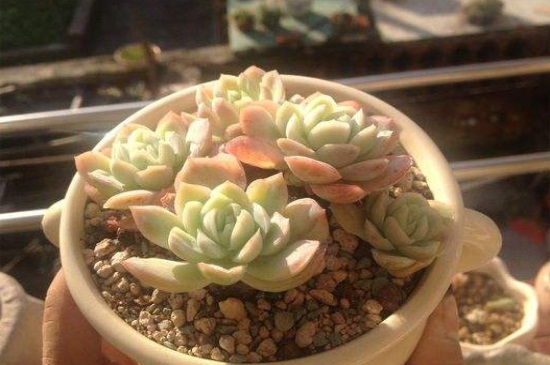 春天多肉植物怎么养？春天养殖多肉植物的六种方法