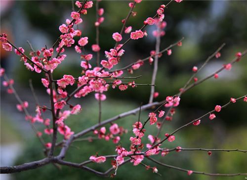 花中四君子是指哪些植物