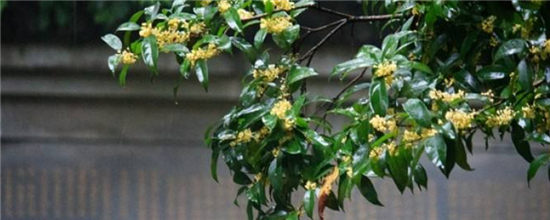 杭州市花是什么？市树是什么