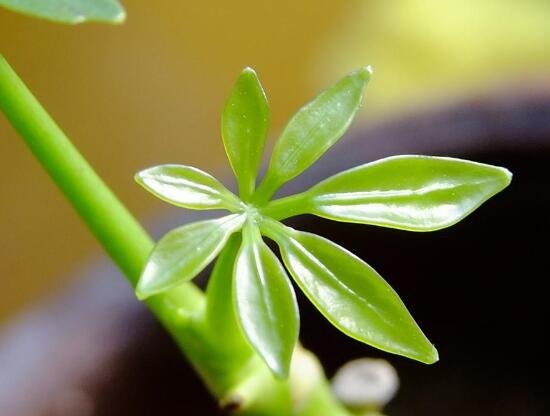 发财树树桩怎么催芽？四个发财树树桩催芽方法步骤