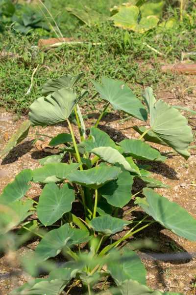 家庭种植芋头的方法