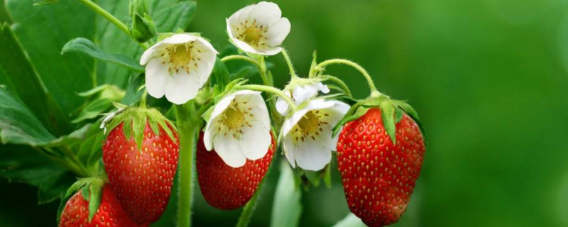 草莓什么时候成熟？草莓成熟时间在2～3月份