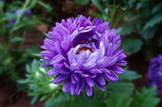 月月菊开完花怎么剪枝？月月菊开完花后的剪修方法