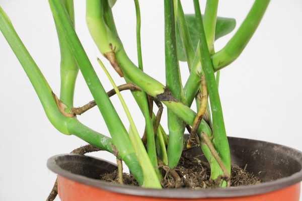 适合卧室种植的水养盆栽 - 龟背竹