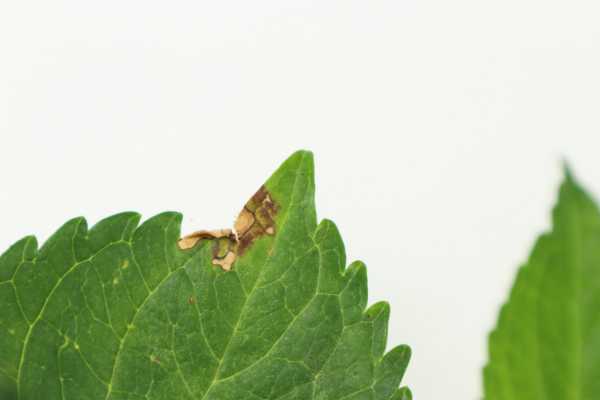 八仙花盆栽换盆及修剪方法