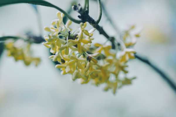 盆栽桂花掉叶子怎么办