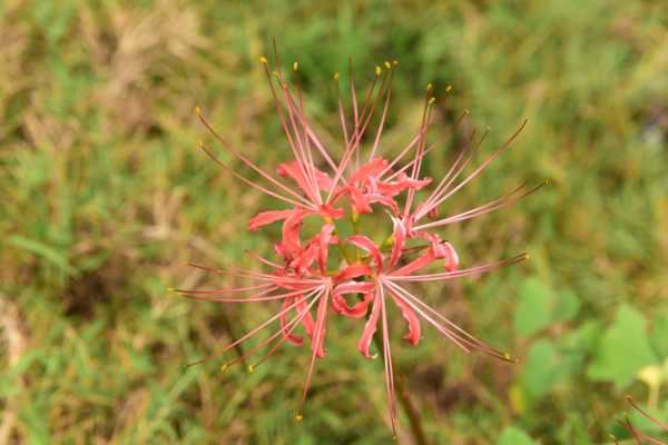 石蒜花可以养在家里吗