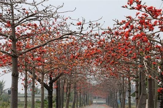 广州的市花是什么花？广州市的市花是木棉花