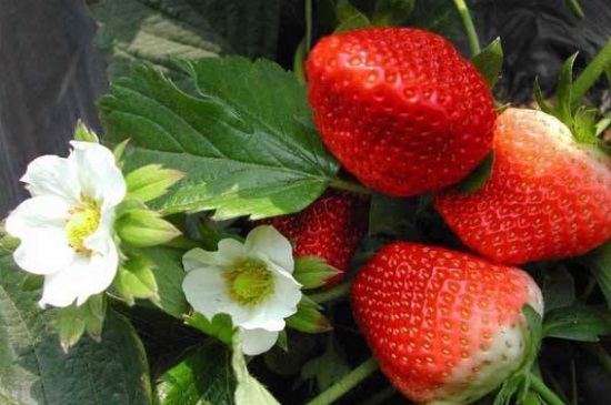草莓什么时候成熟？草莓成熟时间在2～3月份