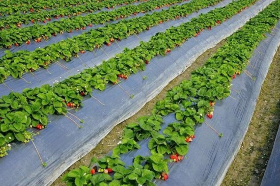 草莓种植技术和注意事项
