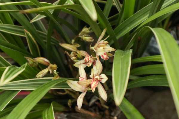 硬植料种植兰花原理