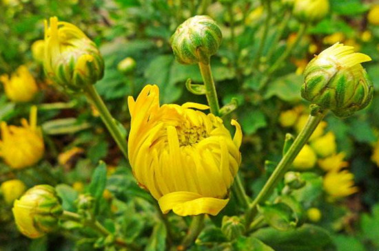 菊花怎么修剪？菊花修剪方法和注意事项