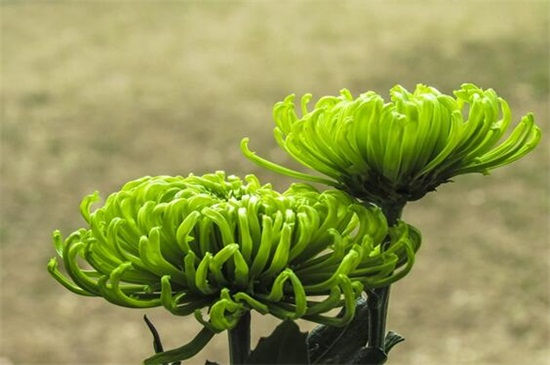 绿色菊花有哪些品种？六种绿色菊花品种图片