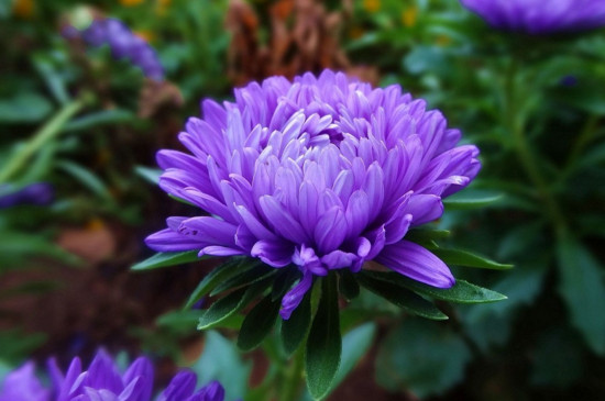 月月菊开完花怎么剪枝？月月菊开完花后的剪修方法