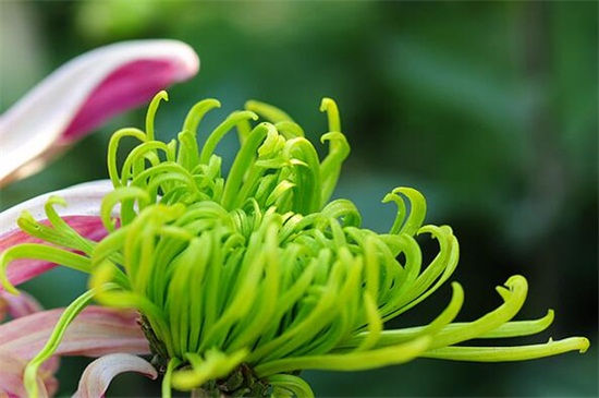 绿色菊花有哪些品种？六种绿色菊花品种图片