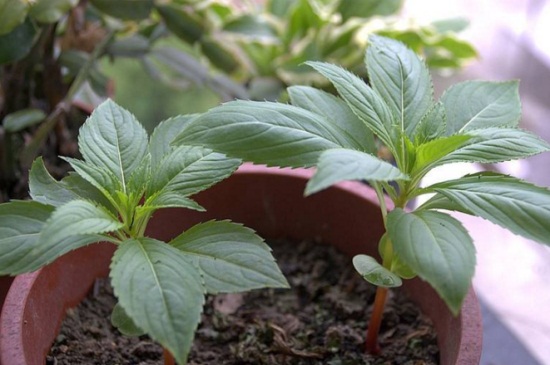 凤仙花的种植方法和注意事项