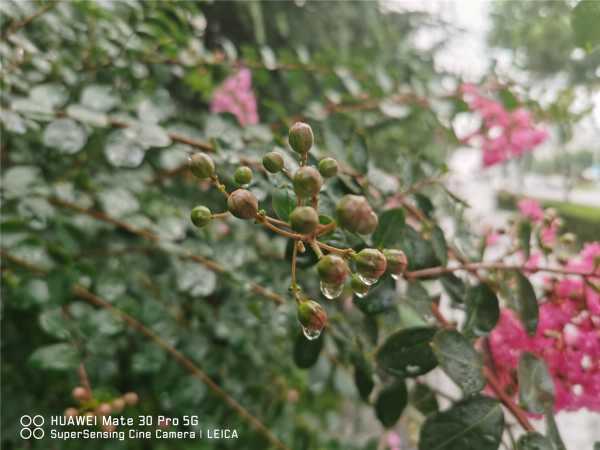 紫薇花盆景怎么造型