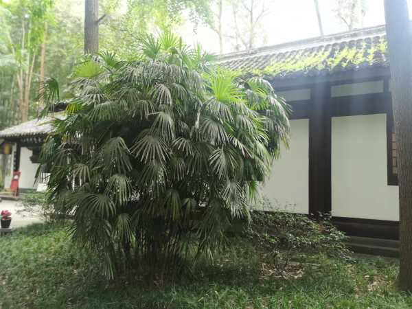 棕竹盆景的制作方法
