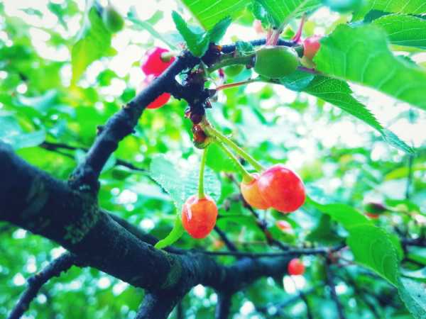 樱桃籽可以种成小盆栽吗