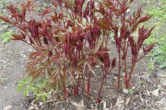 芍药根最佳种植时间和注意事项