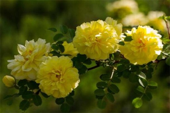 蔷薇花有哪些品种？十大品种蔷薇花图片