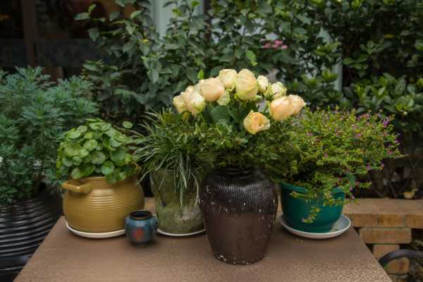 客厅放什么植物旺财，适合放客厅的大盆植物