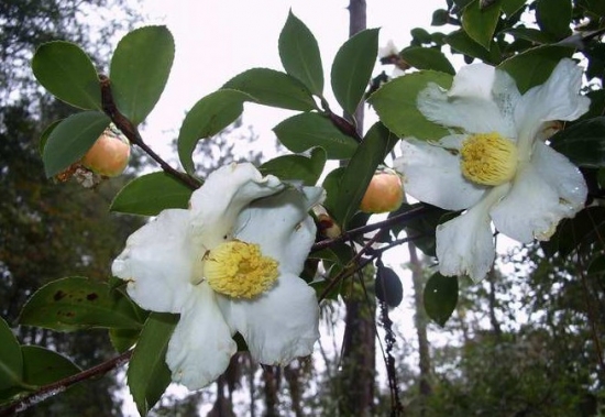 油茶花