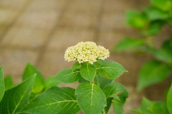 八仙花盆栽换盆及修剪方法