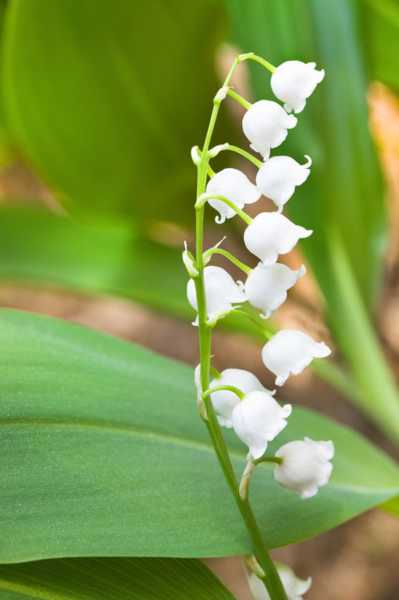 铃兰花可以水培吗？